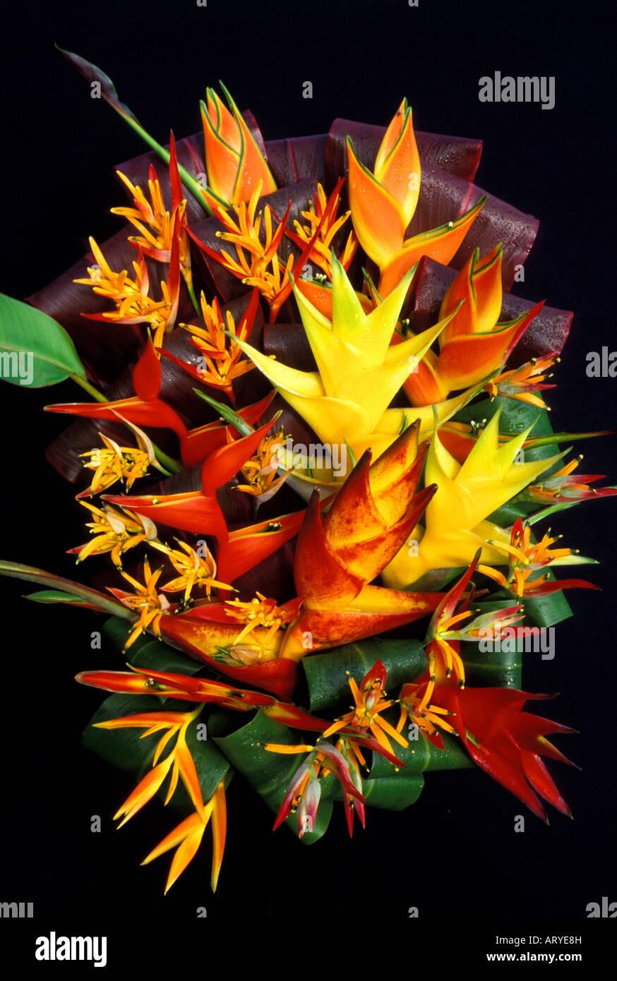 Heliconia, Assorted - View 1 from www redcrocus com