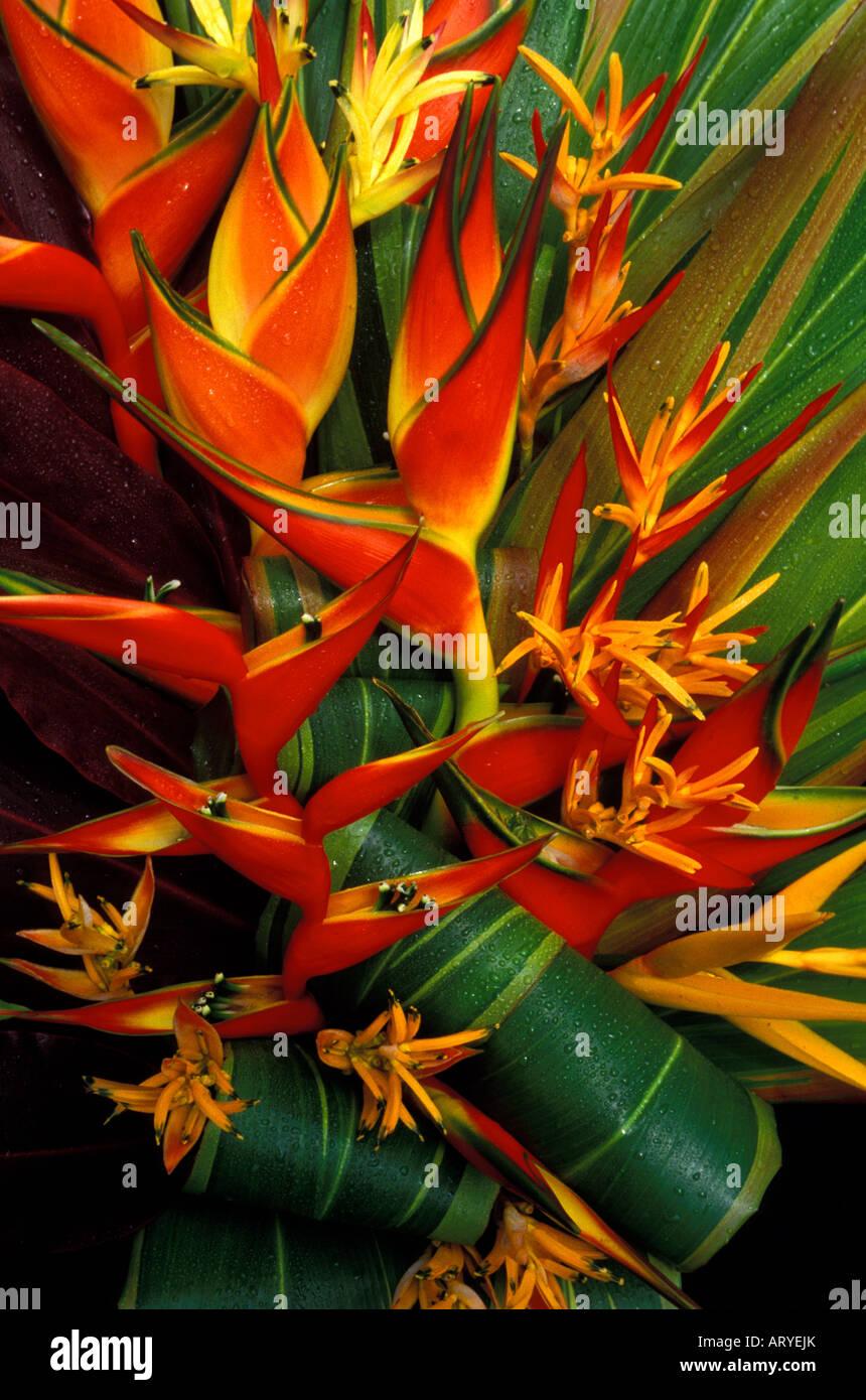 Heliconia, Assorted - View 4 from www redcrocus com