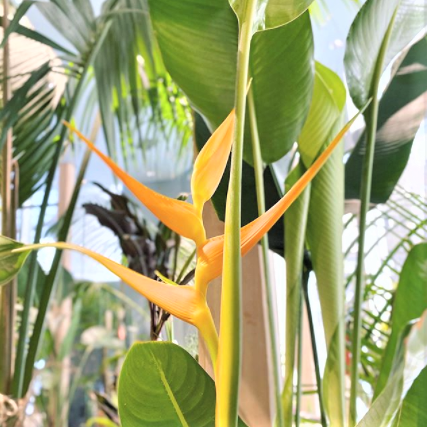 Heliconia, Assorted - View 5 from www redcrocus com
