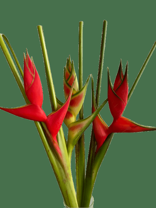 Heliconia, Assorted - View 6 from www redcrocus com