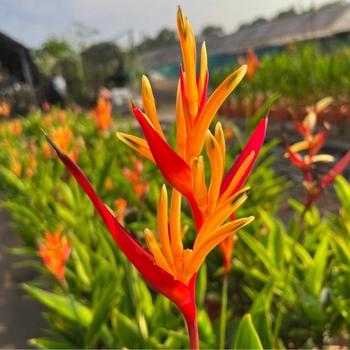 Heliconia, Assorted - View 8 from www redcrocus com