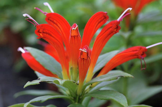 Aeschynanthus Assorted Lipstick Plant - View 11 from www redcrocus com