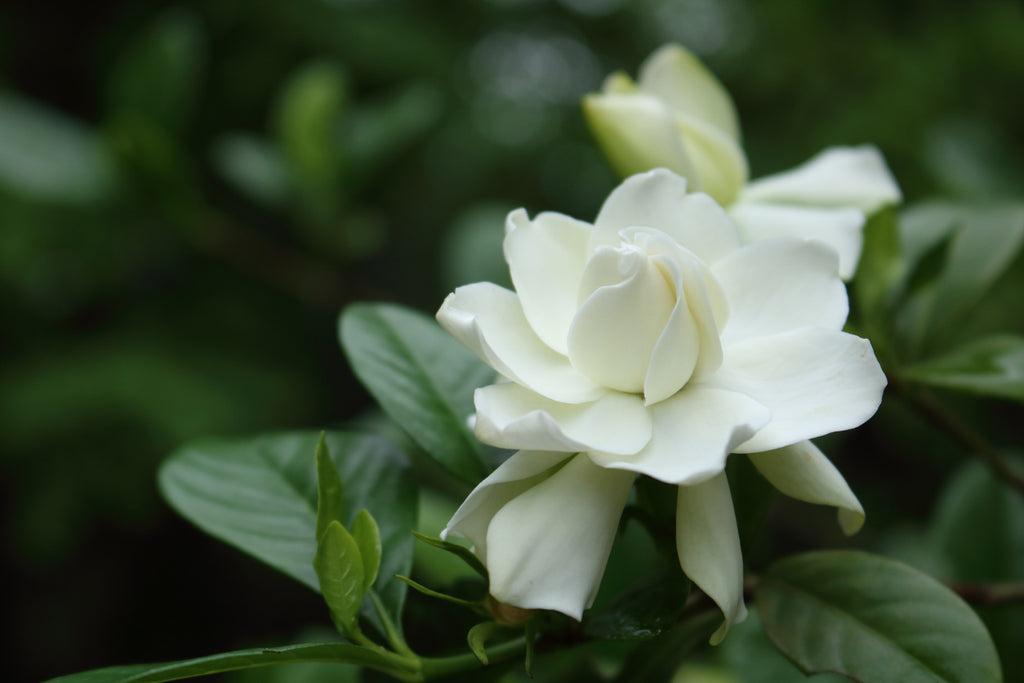 Gardenia Assorted Standard - View 11 from www redcrocus com