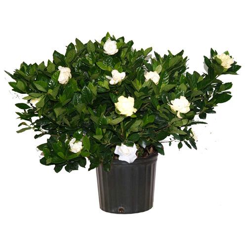 Gardenia Assorted Standard - View 2 from www redcrocus com