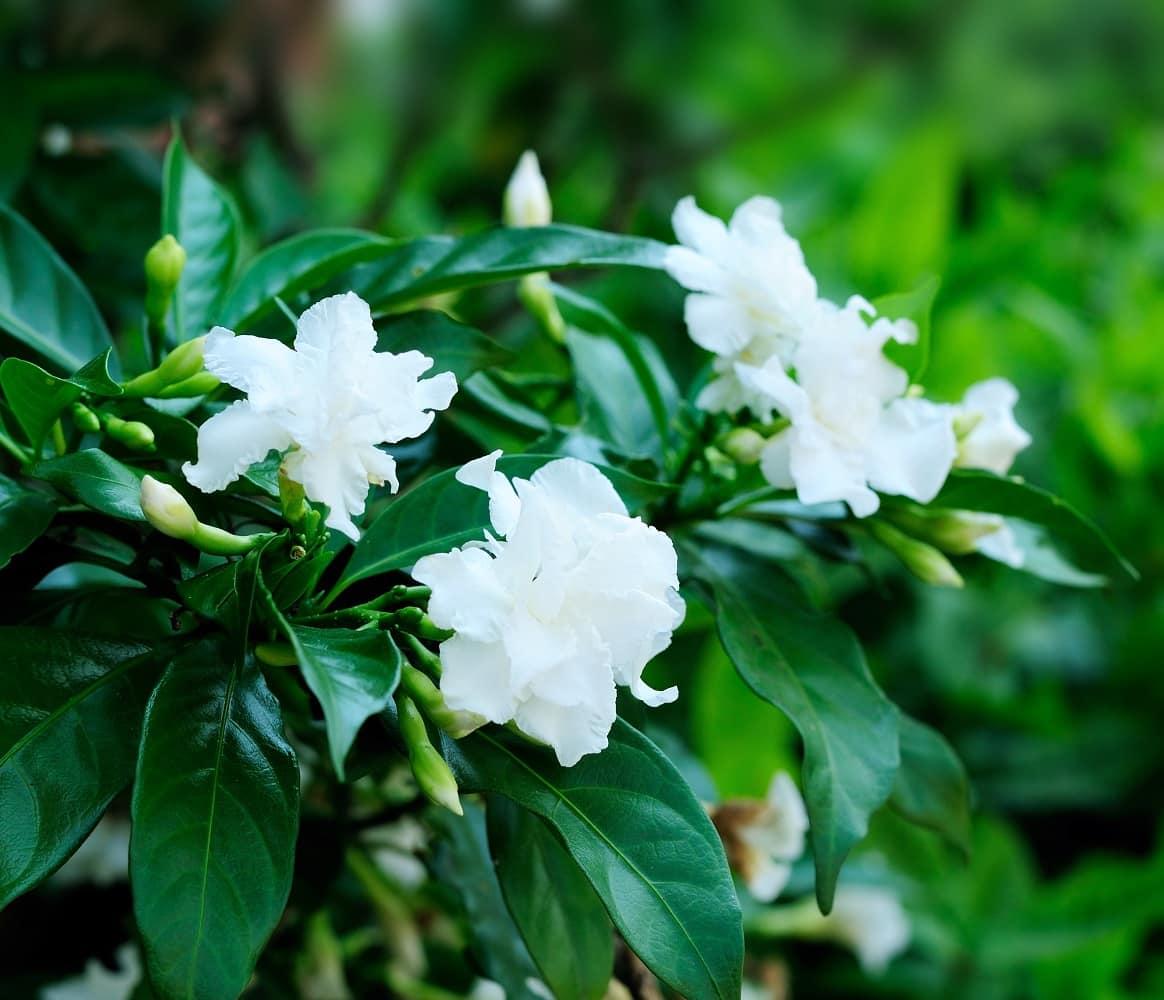 Gardenia Assorted Standard - View 3 from www redcrocus com