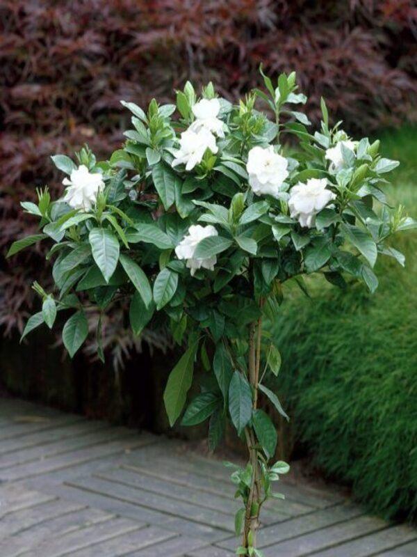 Gardenia Assorted Standard - View 4 from www redcrocus com