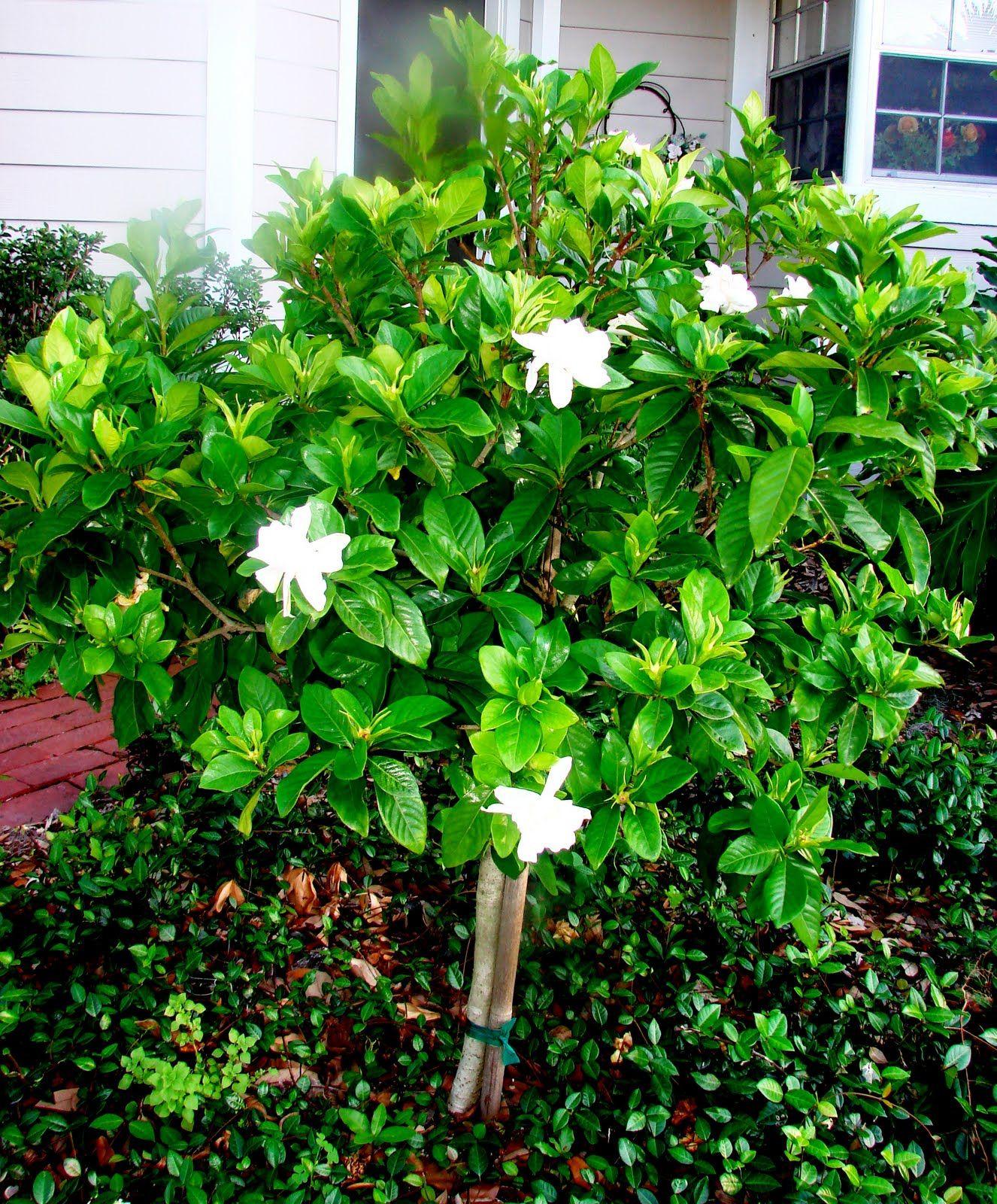 Gardenia Assorted Standard - View 5 from www redcrocus com