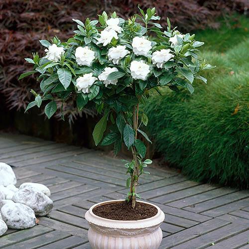 Gardenia Assorted Standard - View 7 from www redcrocus com