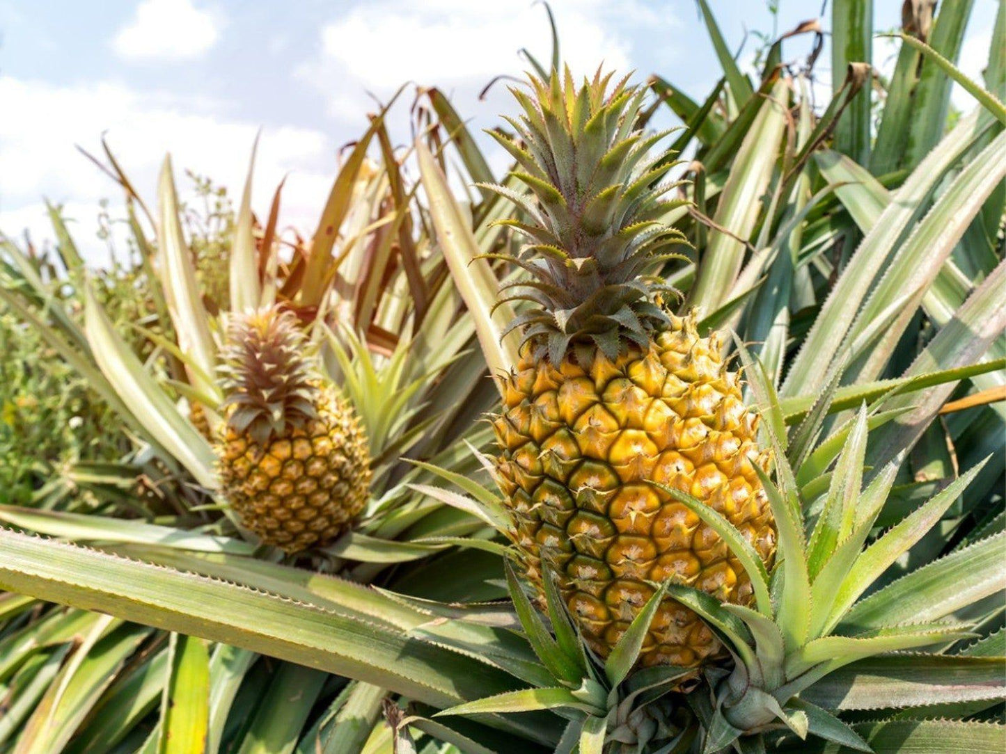 Pineapple - View 15 from www redcrocus com