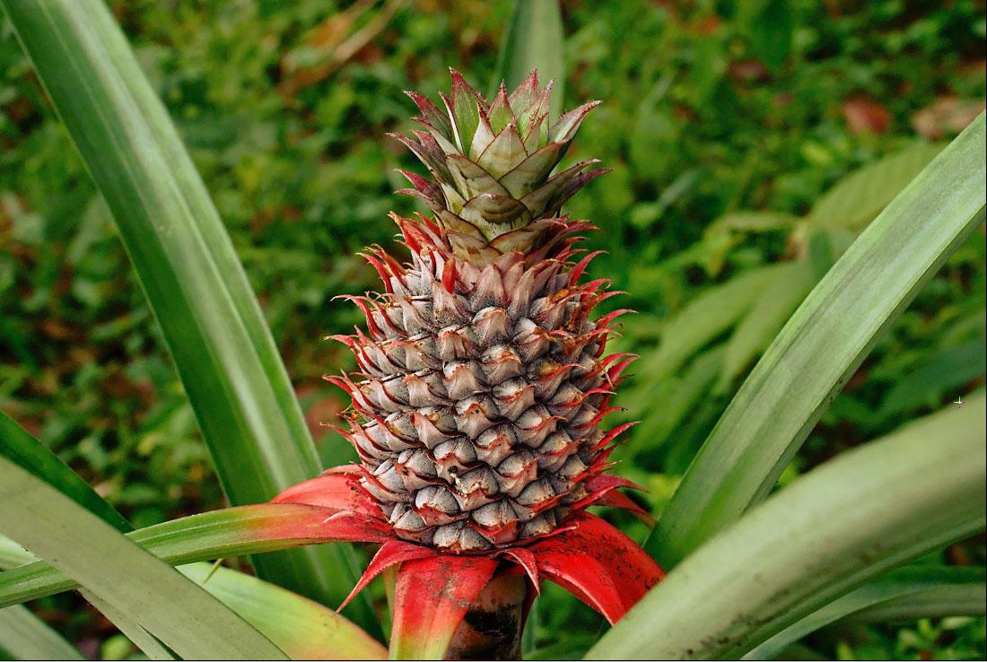 Pineapple - View 16 from www redcrocus com