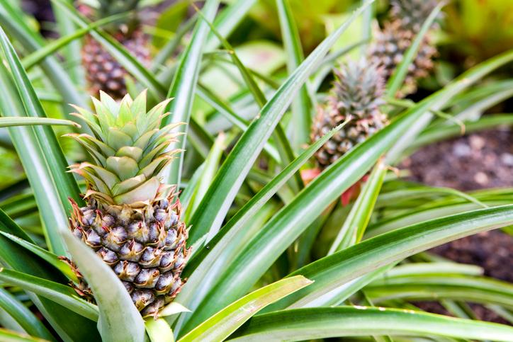 Pineapple - View 24 from www redcrocus com
