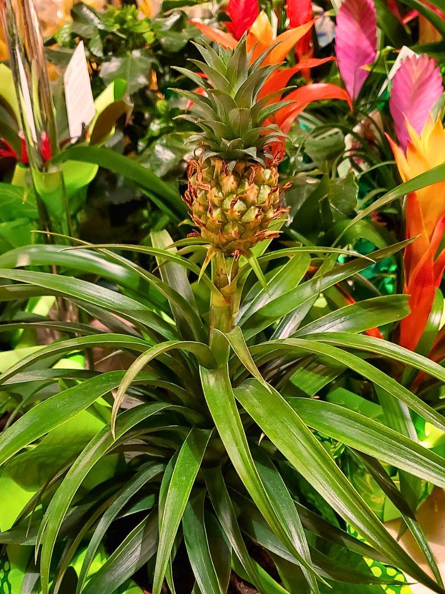Pineapple - View 29 from www redcrocus com