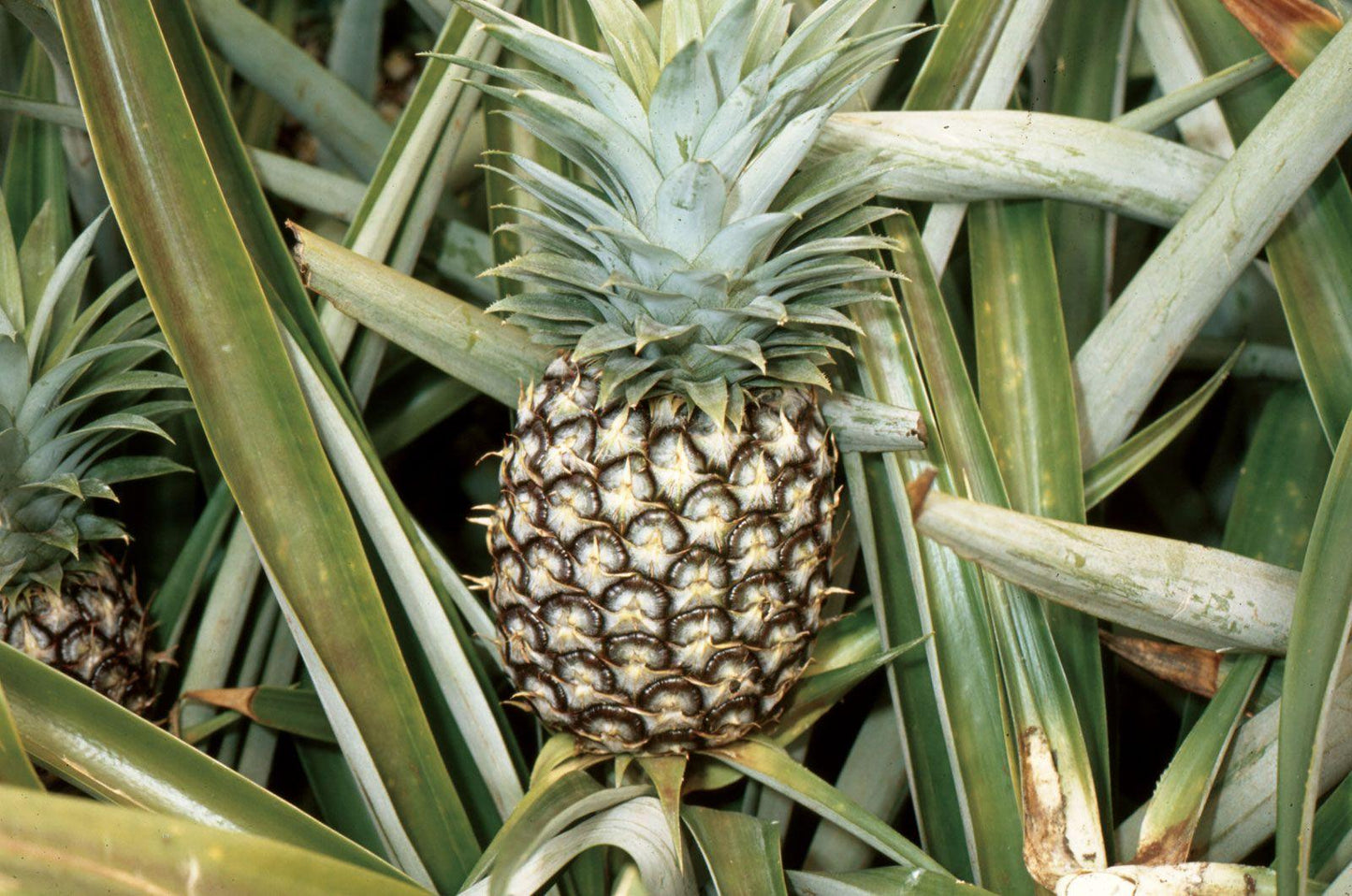 Pineapple - View 3 from www redcrocus com