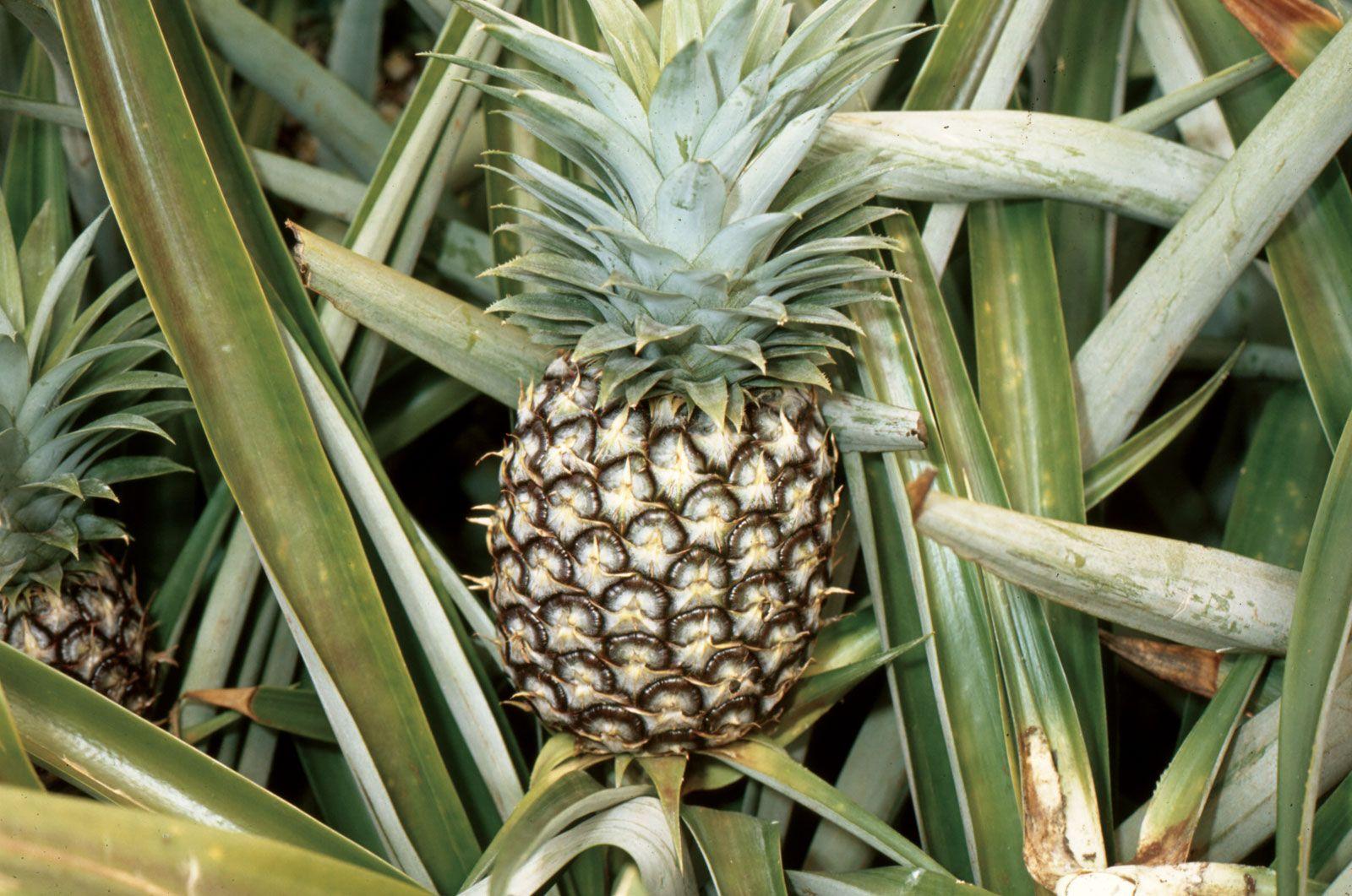 Pineapple - View 3 from www redcrocus com