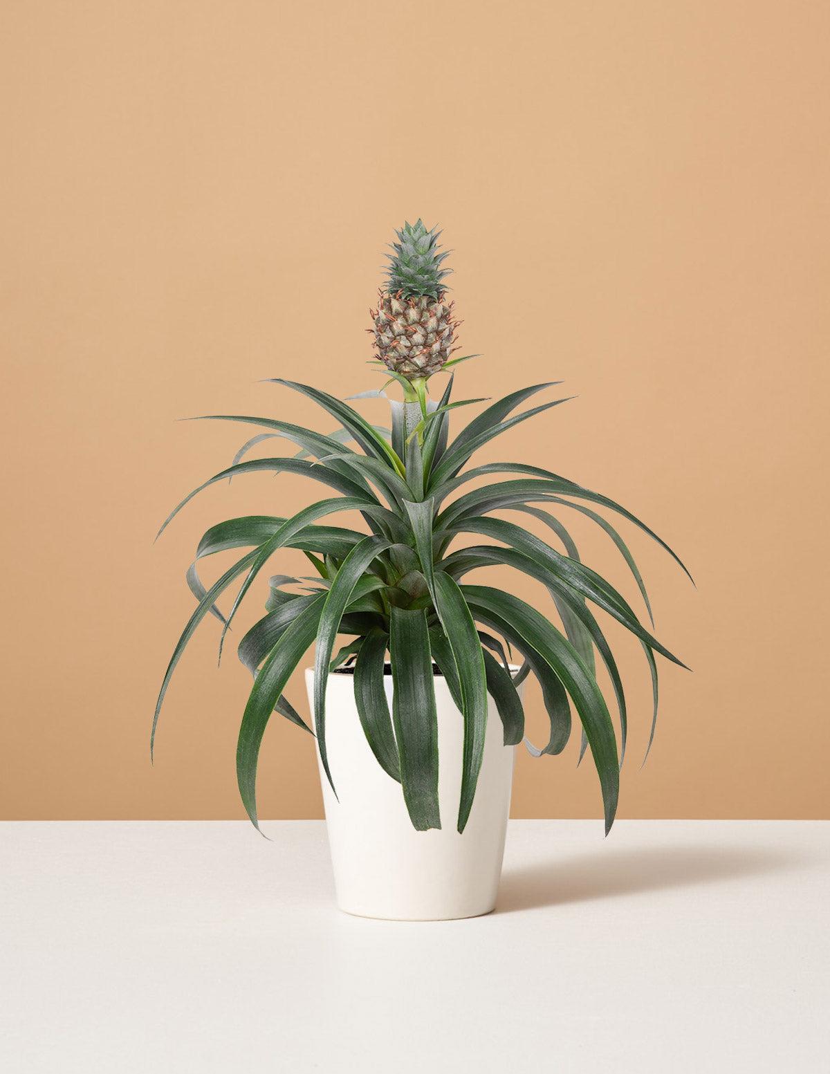 Pineapple - View 4 from www redcrocus com