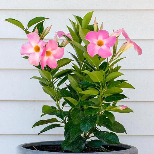 Mandevilla X Giant Pink Trellis - View 1 from www redcrocus com