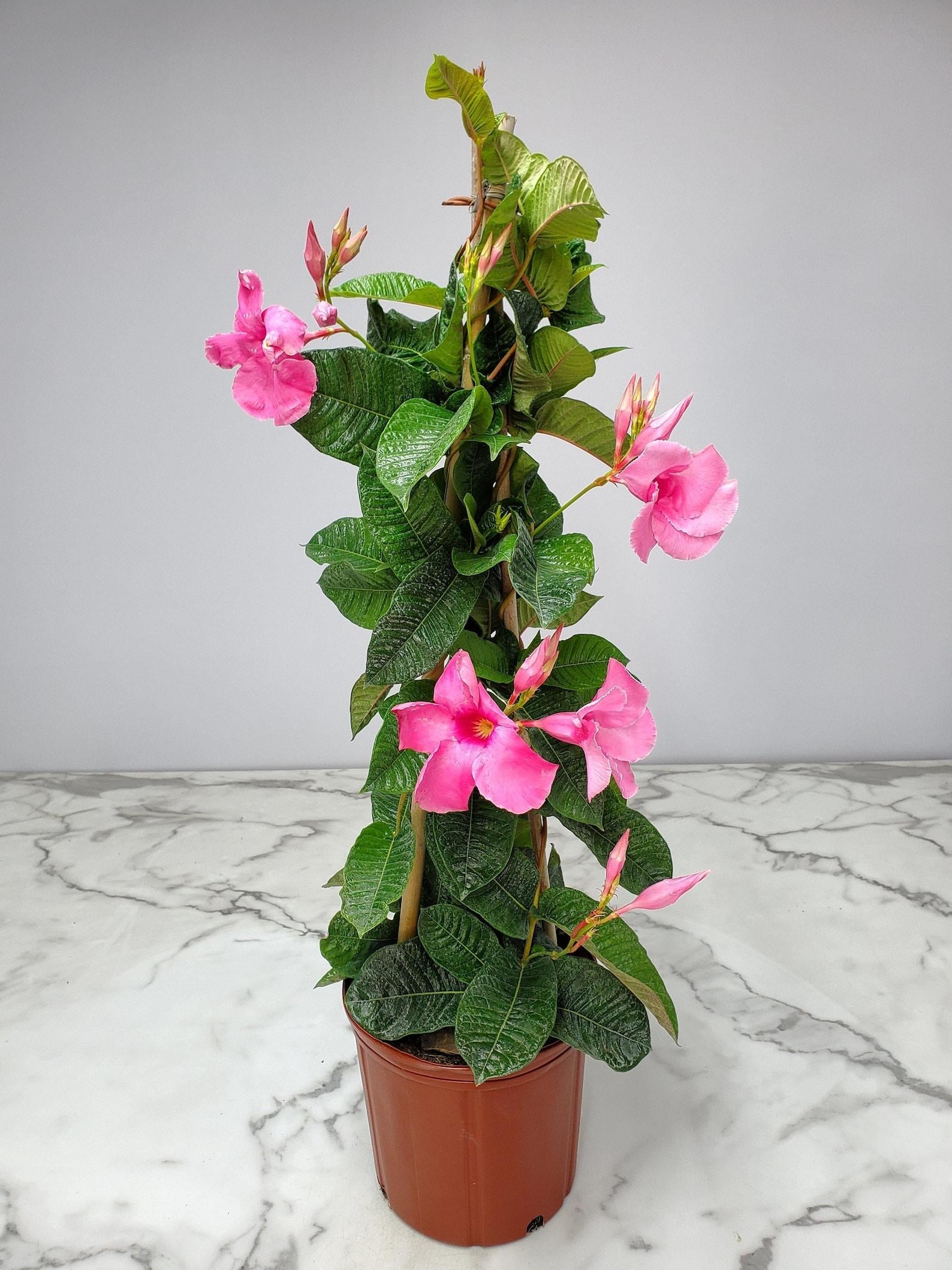 Mandevilla X Giant Pink Trellis - View 4 from www redcrocus com