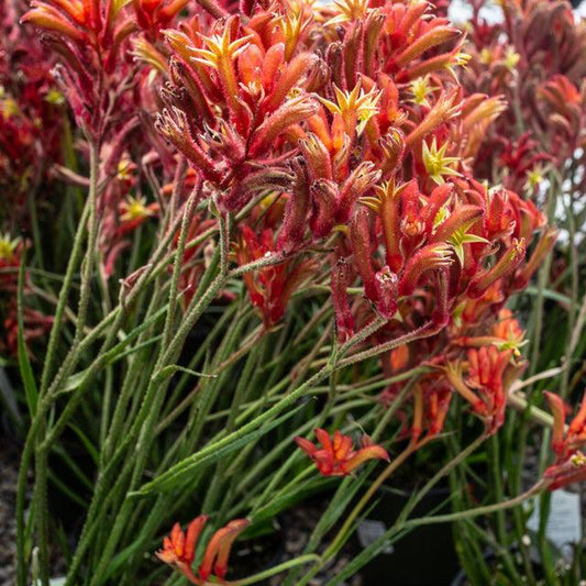 Anigozanthos Assorted - View 1 from www redcrocus com