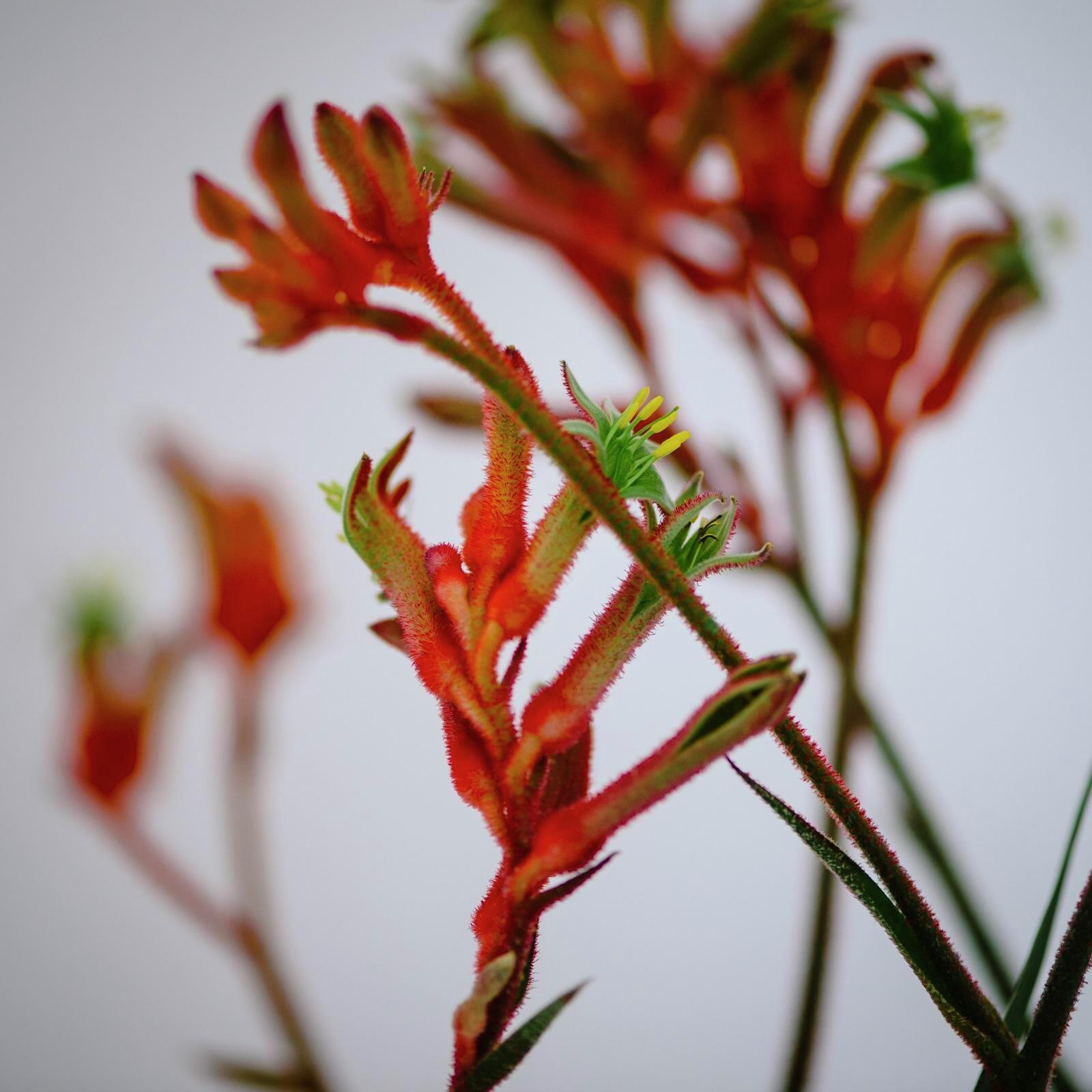 Anigozanthos Assorted - View 8 from www redcrocus com