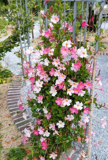 Mandevilla X White Trellis - View 17 from www redcrocus com