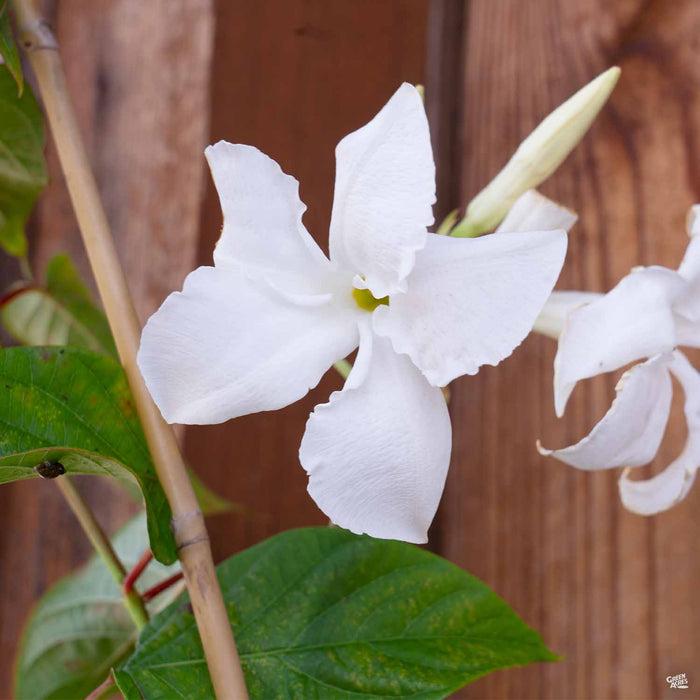 Mandevilla X White Trellis - View 18 from www redcrocus com