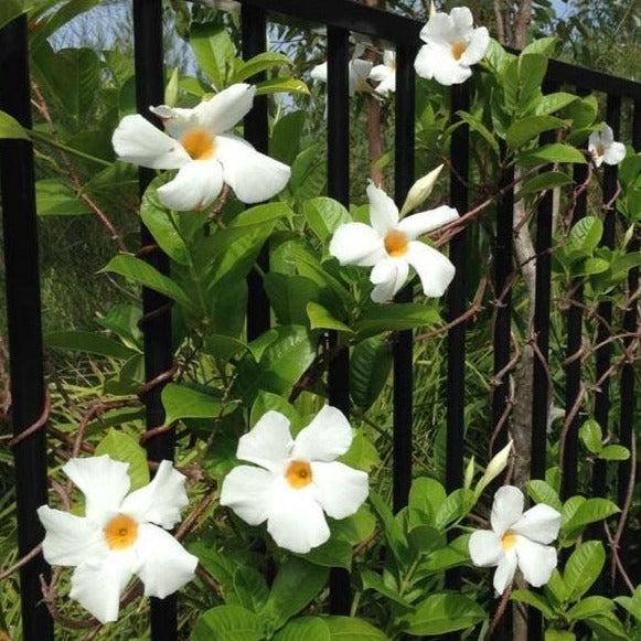 Mandevilla X White Trellis - View 19 from www redcrocus com