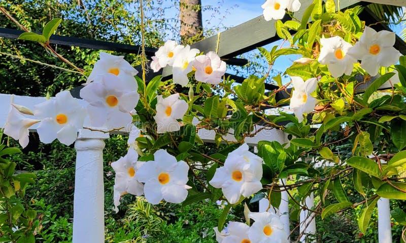 Mandevilla X White Trellis - View 4 from www redcrocus com