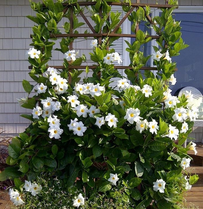 Mandevilla X White Trellis - View 6 from www redcrocus com