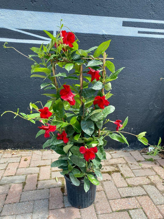 Mandevilla X Mini Red Trellis - View 10 from www redcrocus com