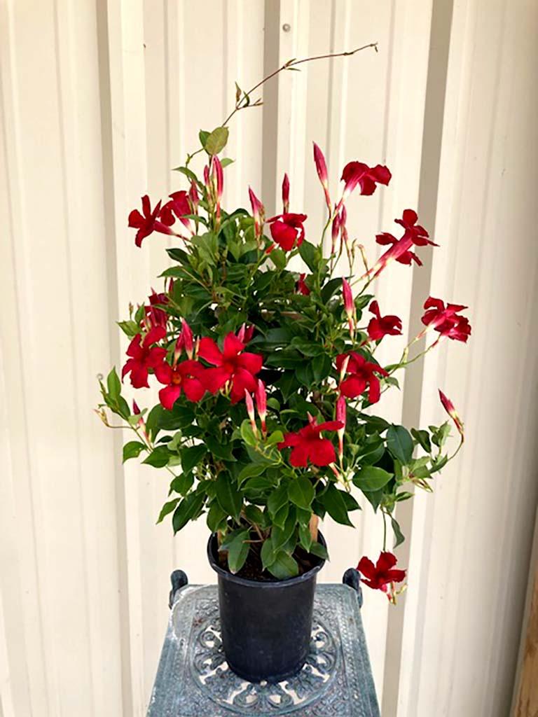 Mandevilla X Mini Red Trellis - View 15 from www redcrocus com