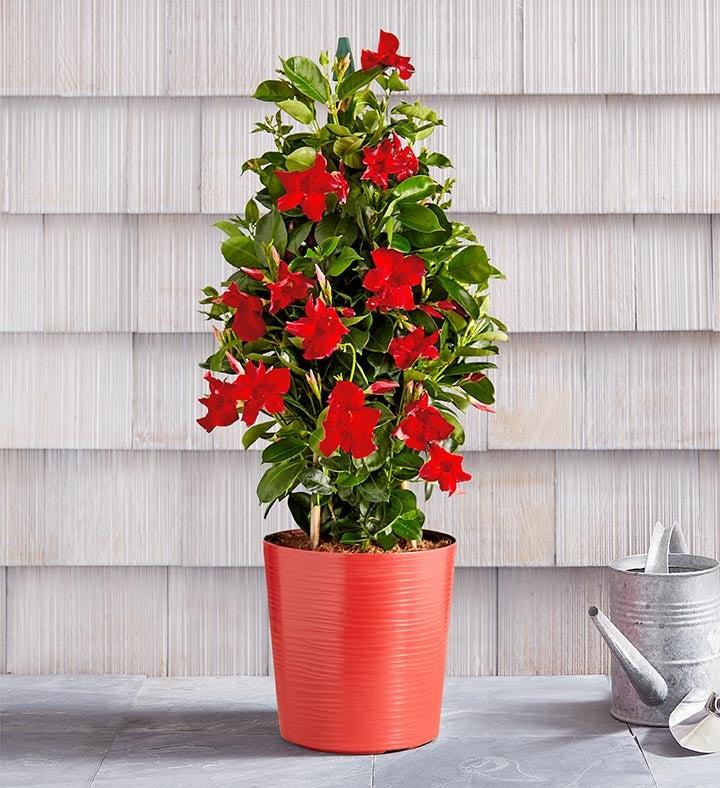 Mandevilla X Mini Red Trellis - View 16 from www redcrocus com