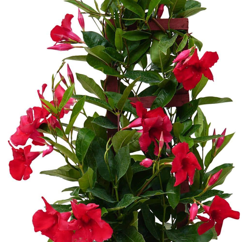 Mandevilla X Mini Red Trellis - View 2 from www redcrocus com