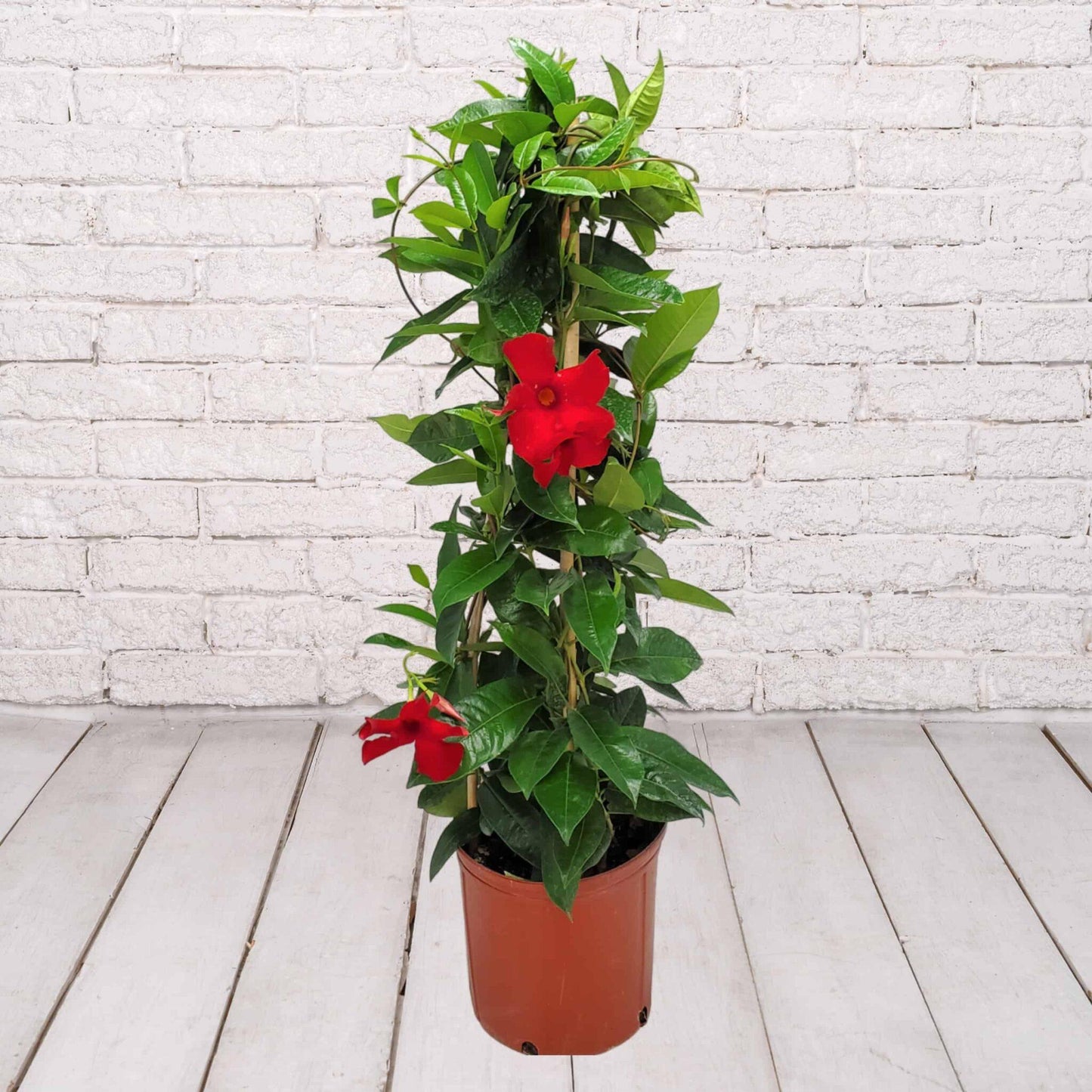Mandevilla X Mini Red Trellis - View 4 from www redcrocus com