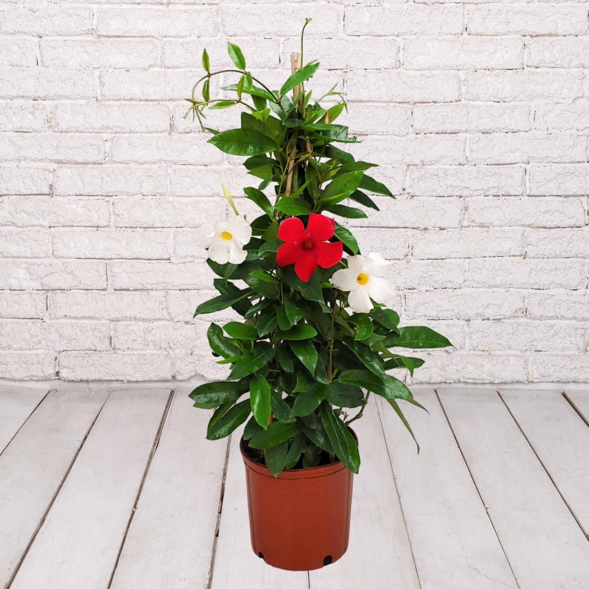Mandevilla X Mini Red Trellis - View 8 from www redcrocus com