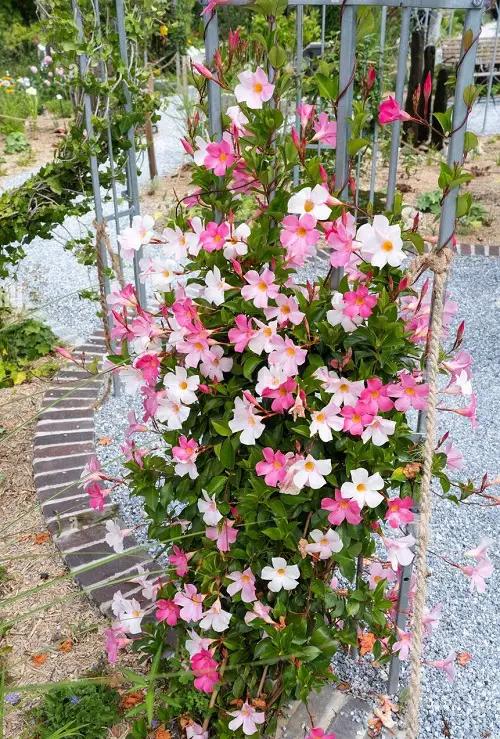 Mandevilla X Mini Pink, Trellis - View 10 from www redcrocus com