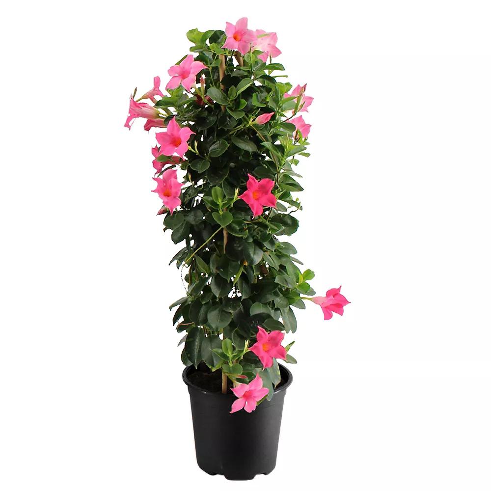 Mandevilla X Mini Pink, Trellis - View 14 from www redcrocus com