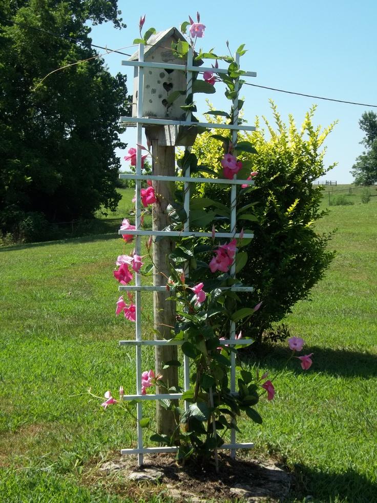 Mandevilla X Mini Pink, Trellis - View 15 from www redcrocus com