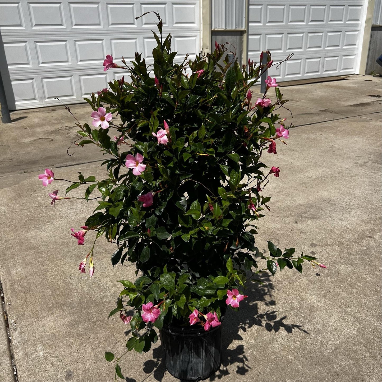 Mandevilla X Mini Pink, Trellis - View 16 from www redcrocus com