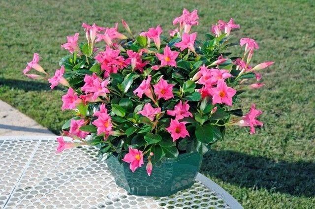 Mandevilla X Mini Pink, Trellis - View 18 from www redcrocus com