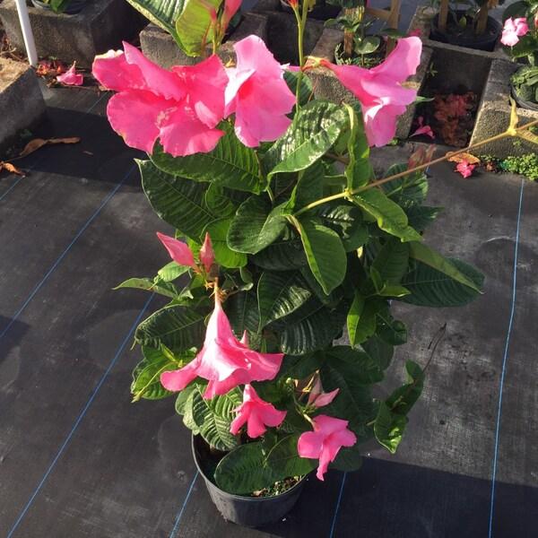 Mandevilla X Mini Pink, Trellis - View 19 from www redcrocus com