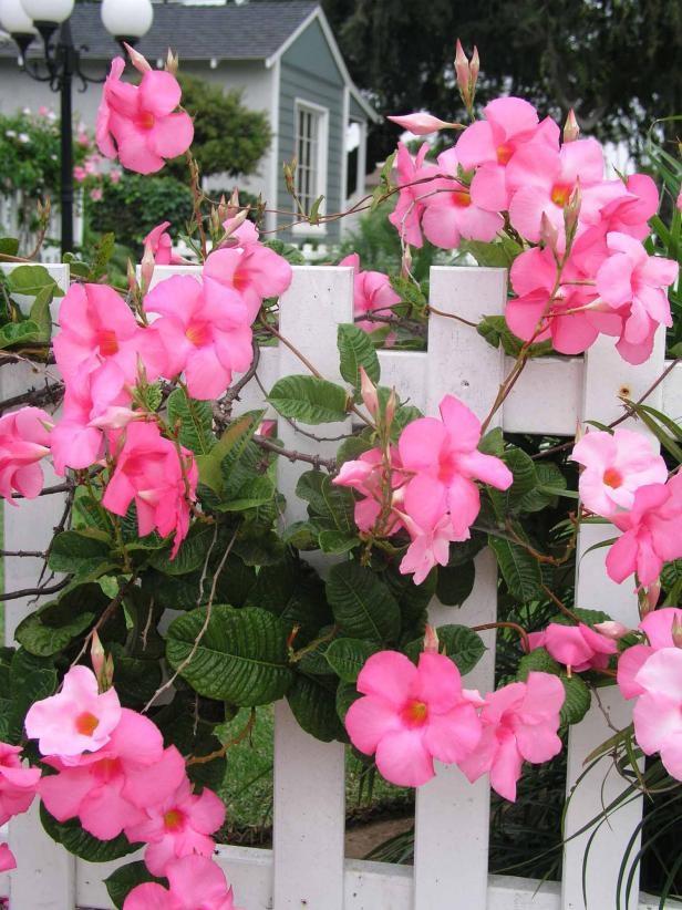 Mandevilla X Mini Pink, Trellis - View 1 from www redcrocus com
