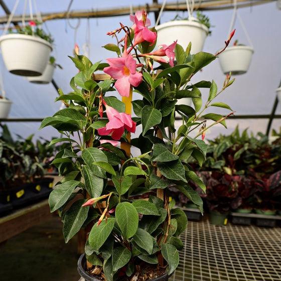 Mandevilla X Mini Pink, Trellis - View 20 from www redcrocus com