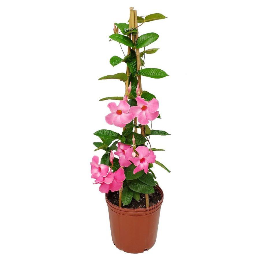 Mandevilla X Mini Pink, Trellis - View 21 from www redcrocus com