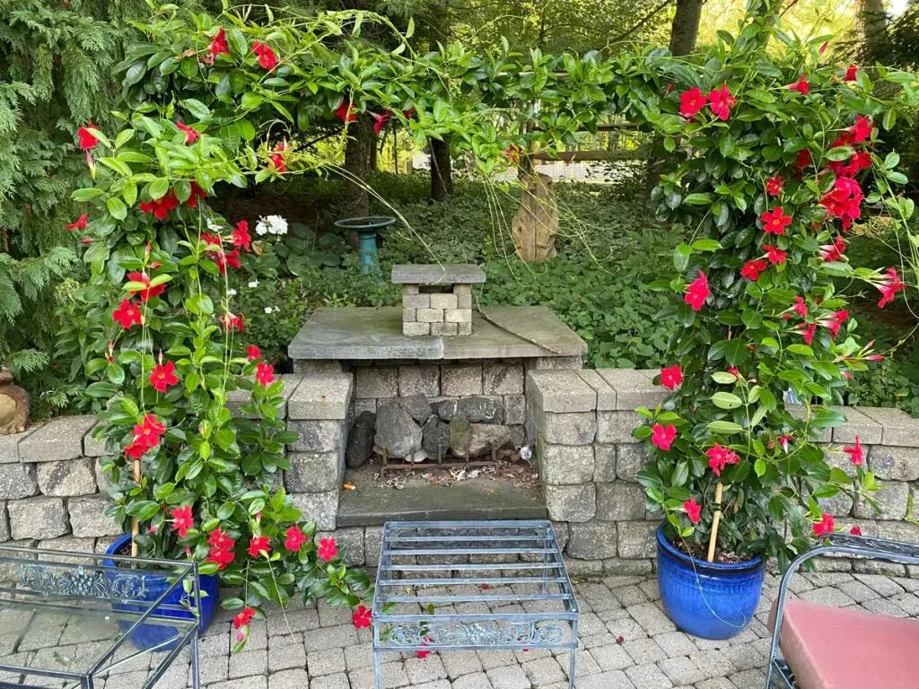 Mandevilla X Mini Pink, Trellis - View 24 from www redcrocus com