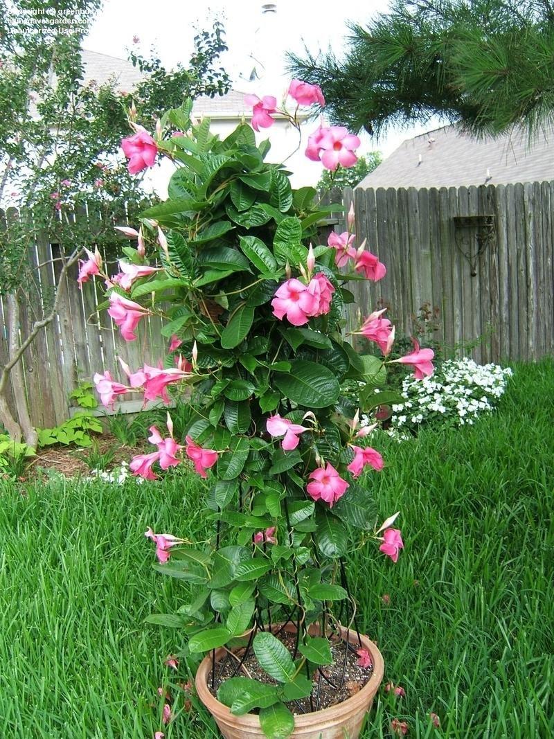 Mandevilla X Mini Pink, Trellis - View 29 from www redcrocus com