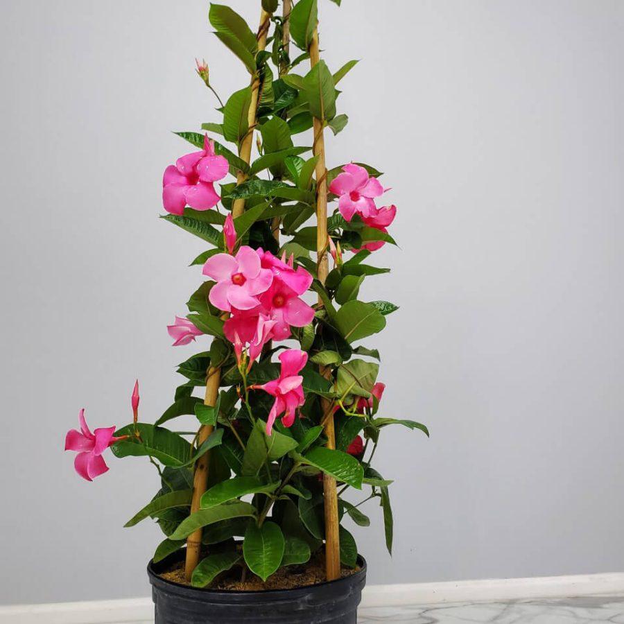 Mandevilla X Mini Pink, Trellis - View 2 from www redcrocus com