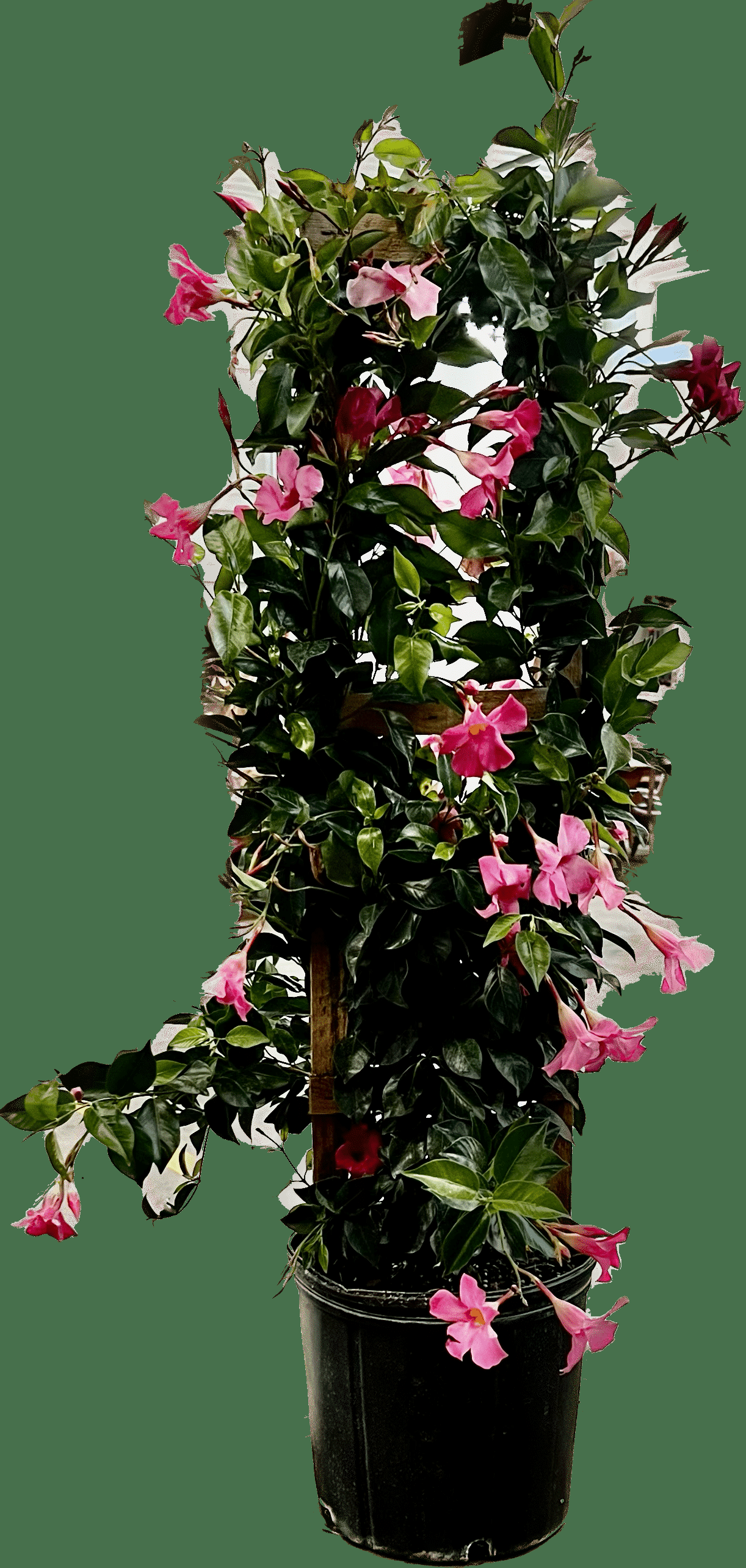 Mandevilla X Mini Pink, Trellis - View 30 from www redcrocus com