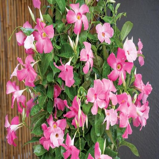 Mandevilla X Mini Pink, Trellis - View 31 from www redcrocus com