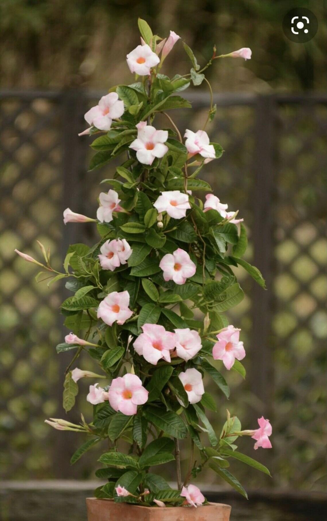 Mandevilla X Mini Pink, Trellis - View 32 from www redcrocus com