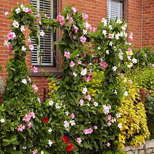 Mandevilla X Mini Pink, Trellis - View 6 from www redcrocus com